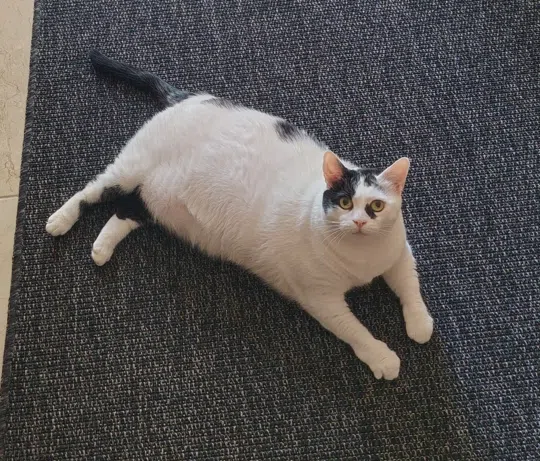 görsel