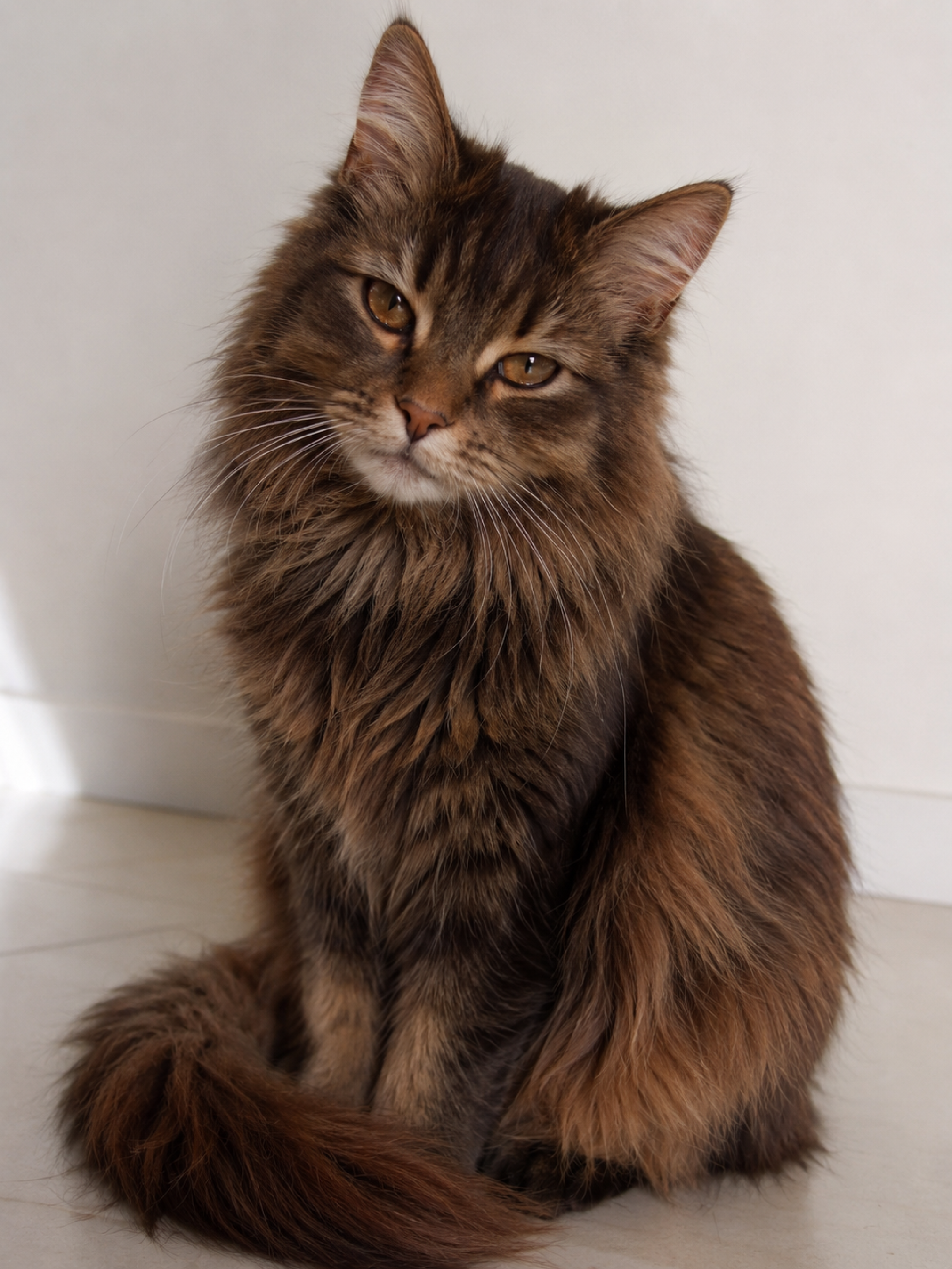 görsel