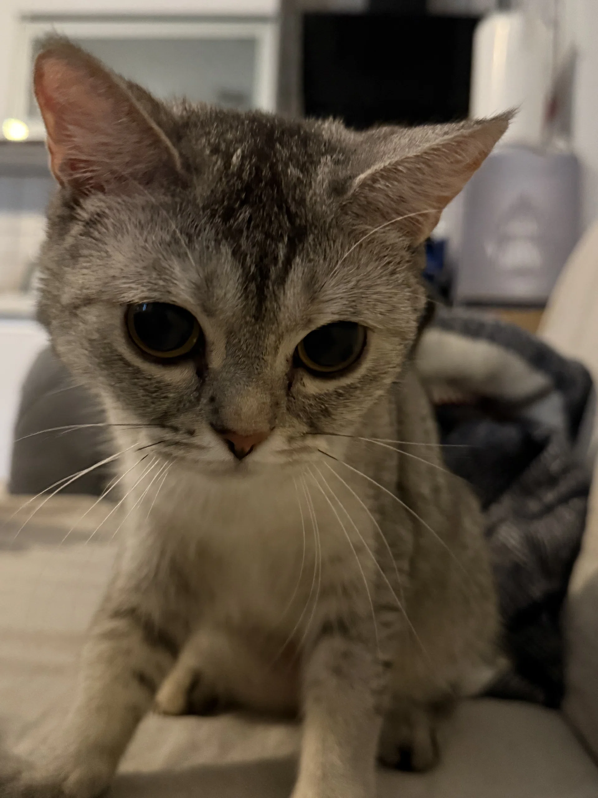görsel