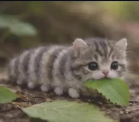 görsel