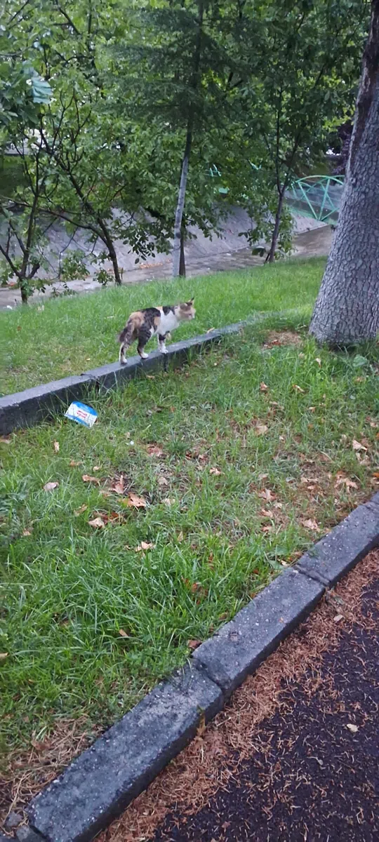 görsel