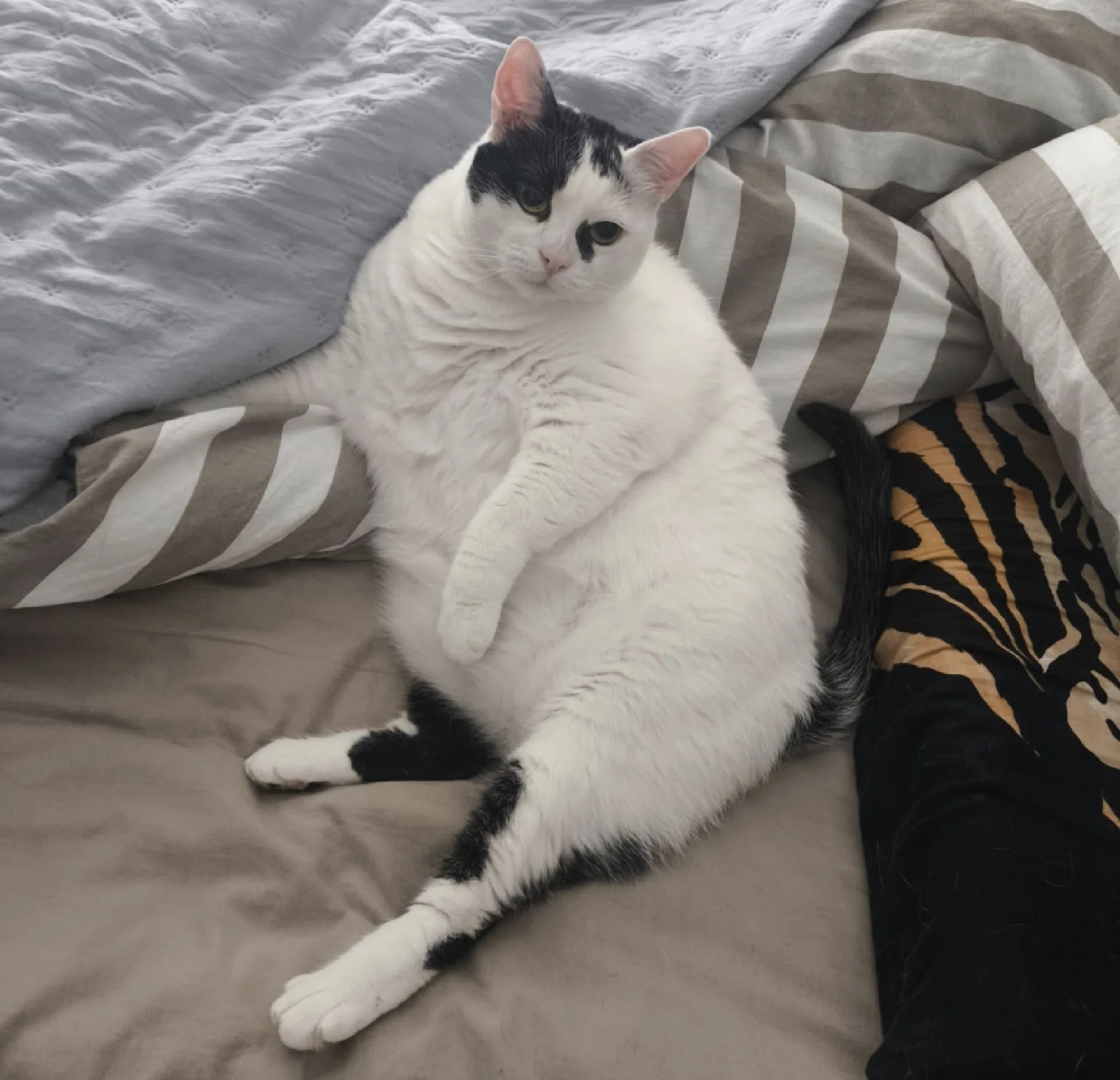 görsel