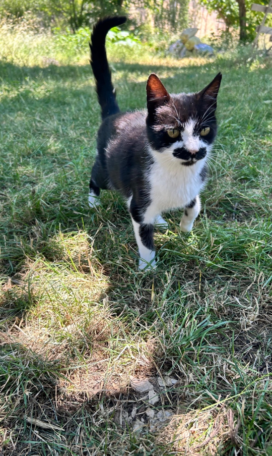 görsel