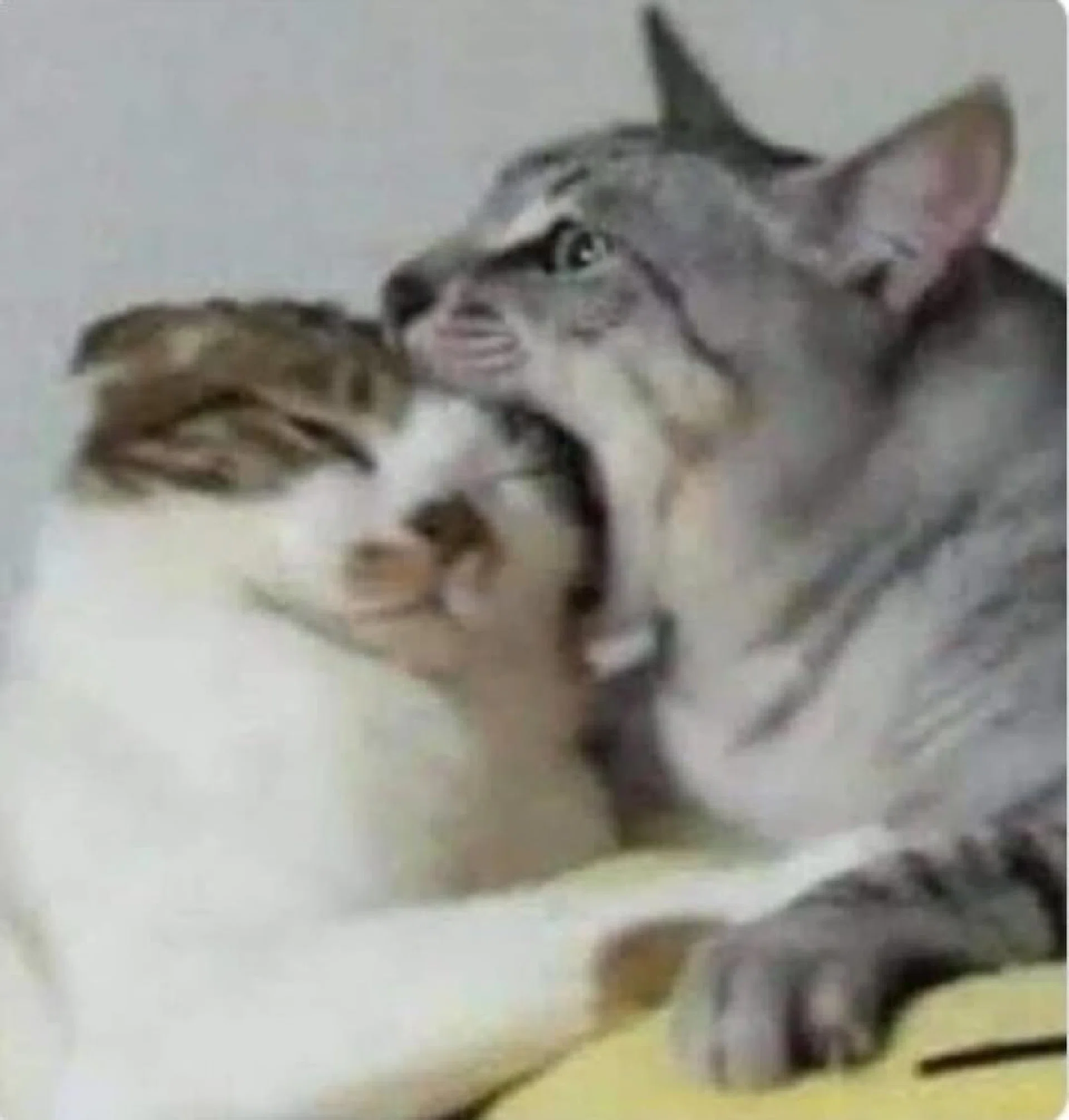 görsel