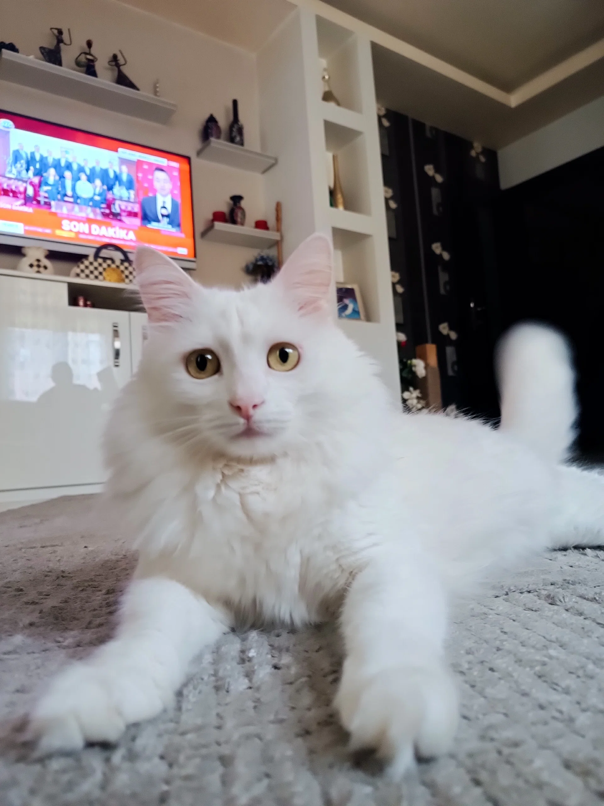 görsel