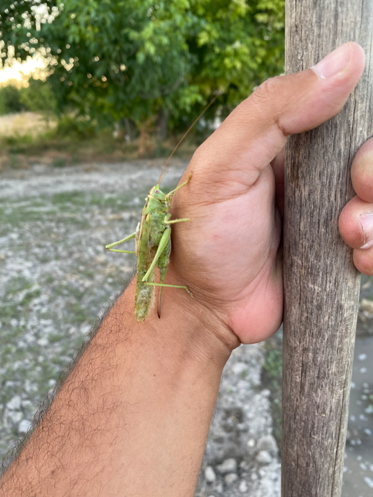 görsel