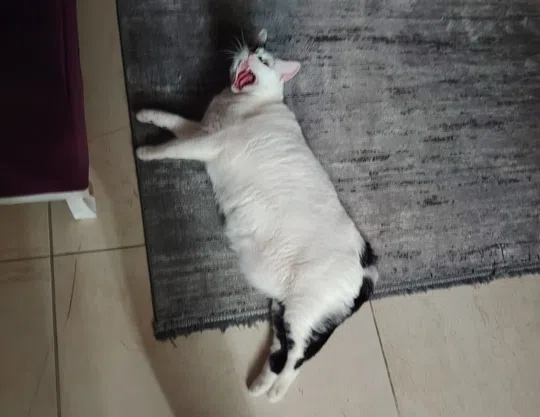 görsel