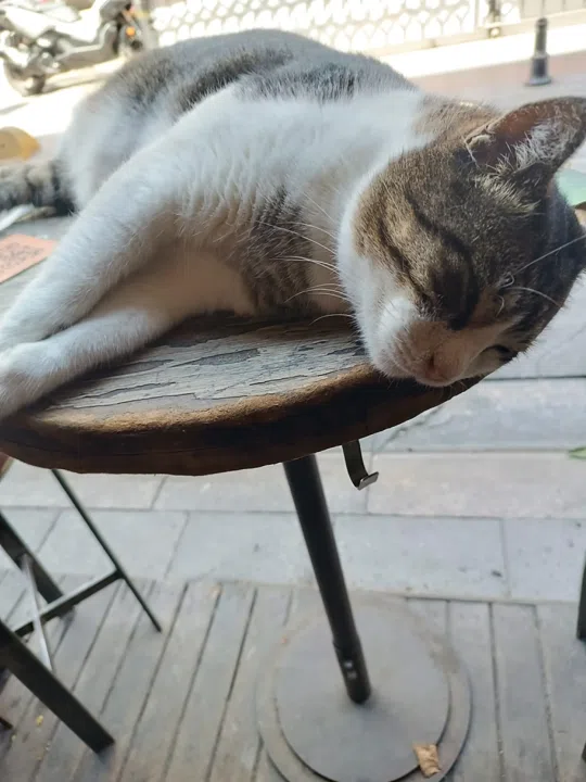 görsel