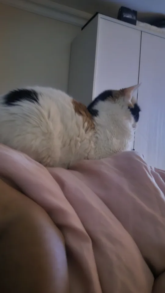 görsel