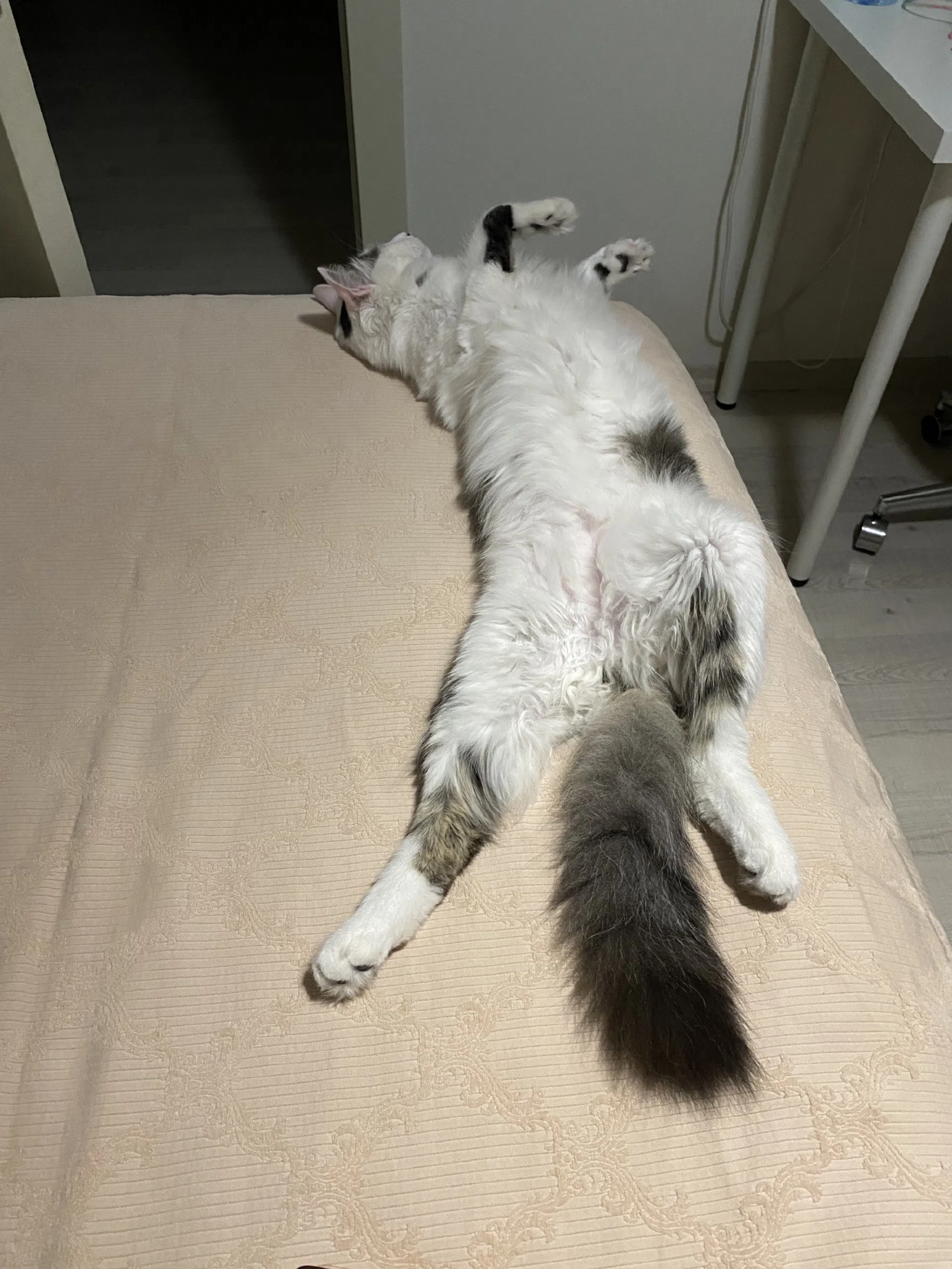 görsel