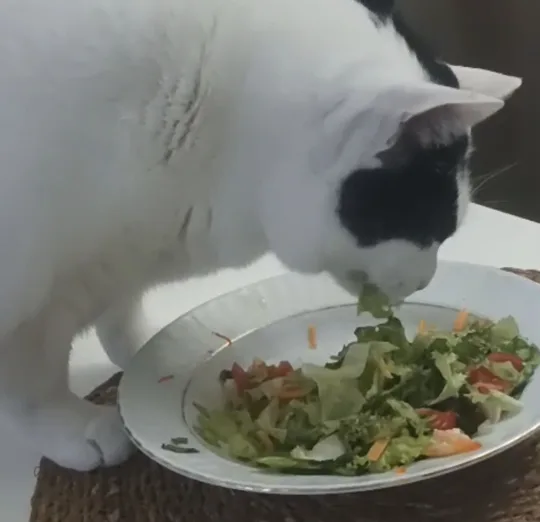 görsel