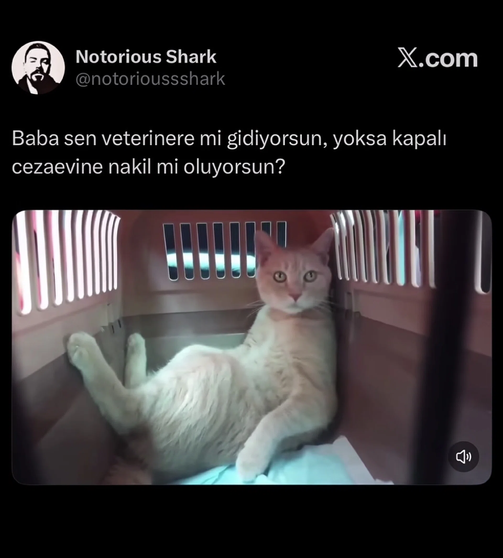 görsel