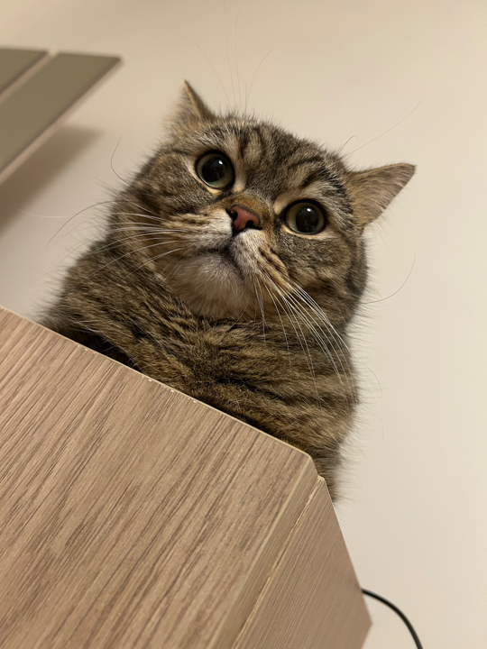 görsel
