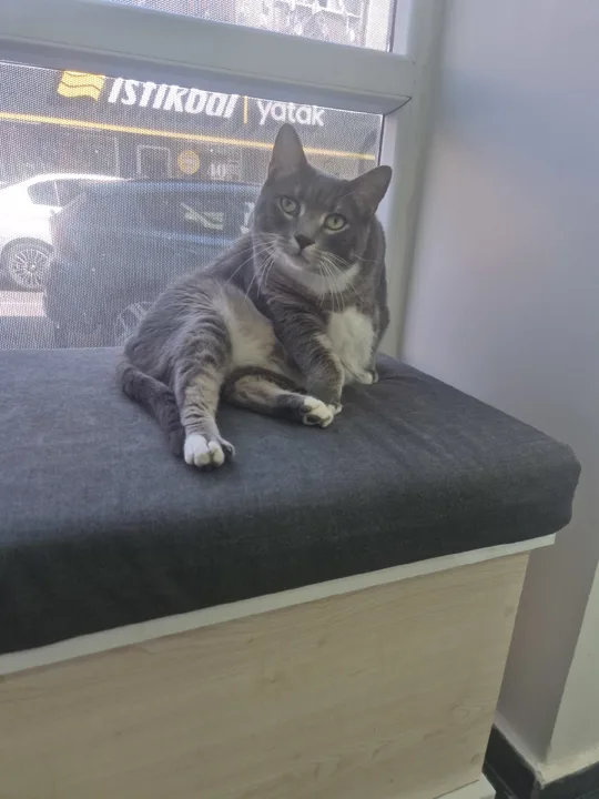 görsel