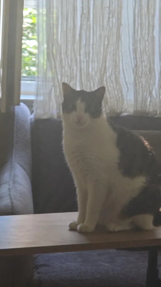 görsel
