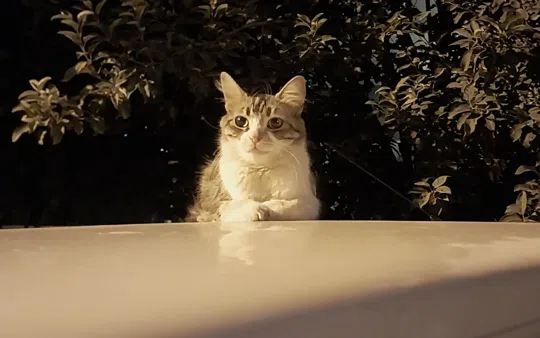 görsel