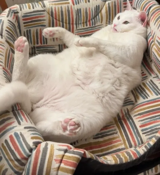 görsel