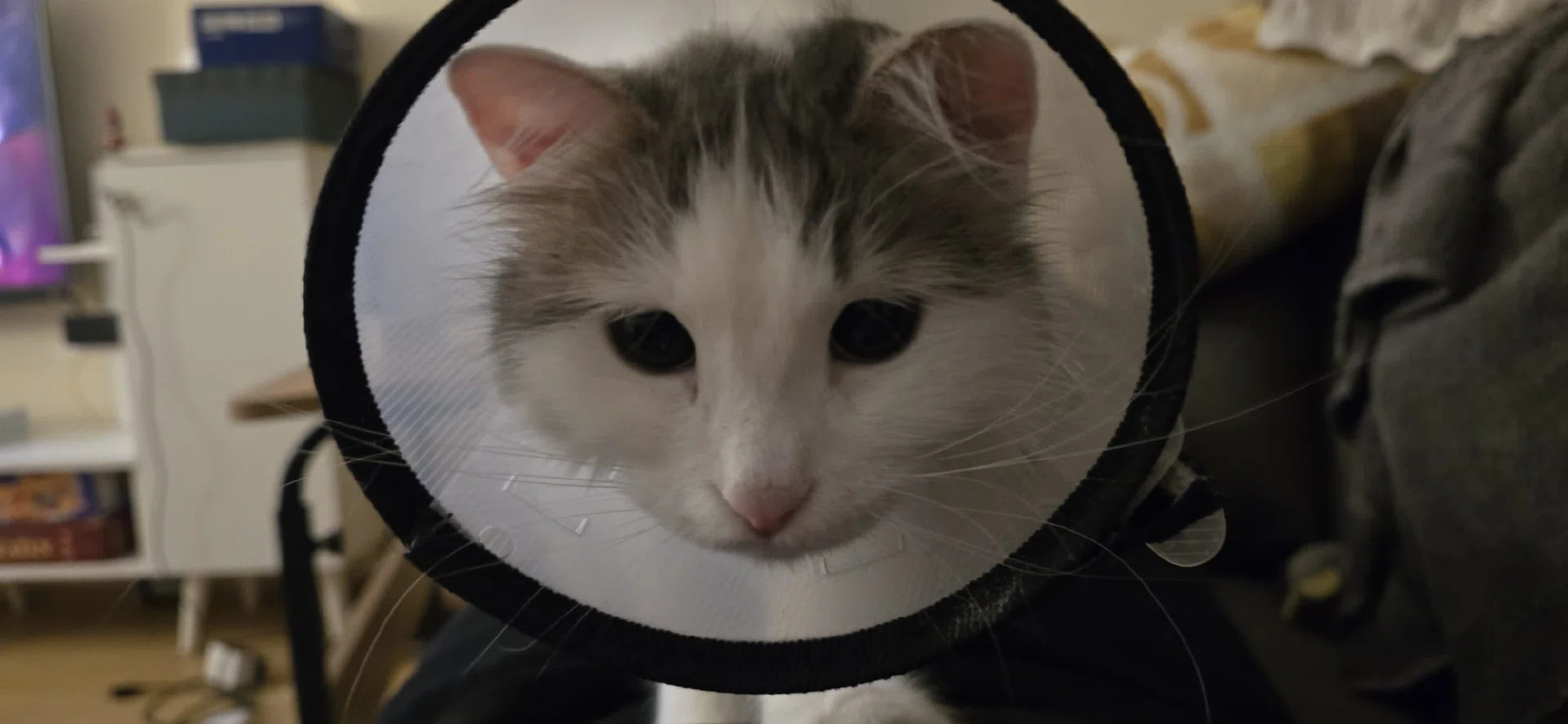 görsel