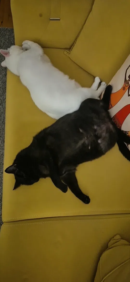 görsel