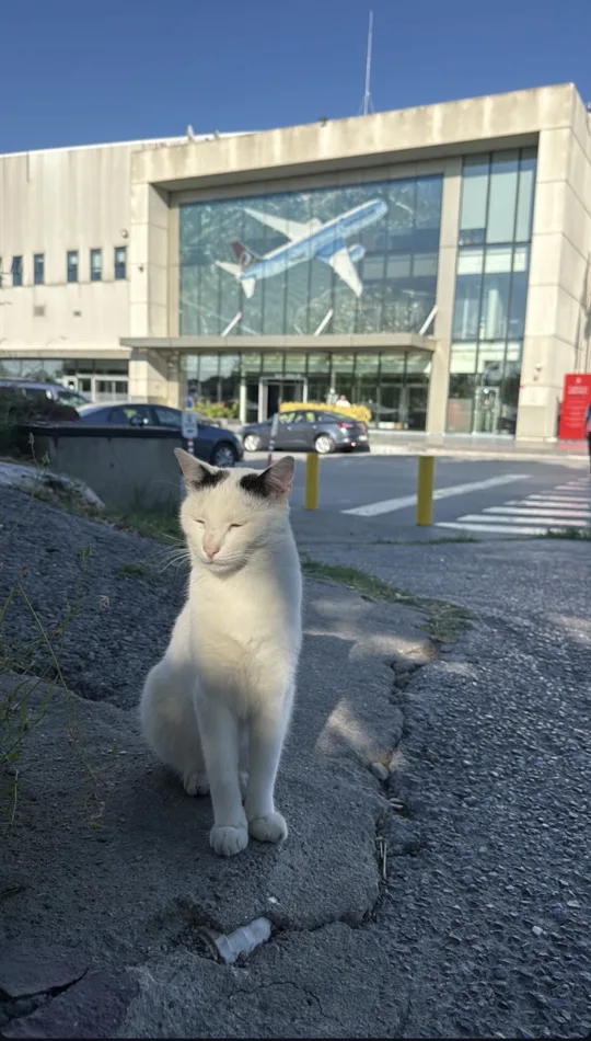 görsel