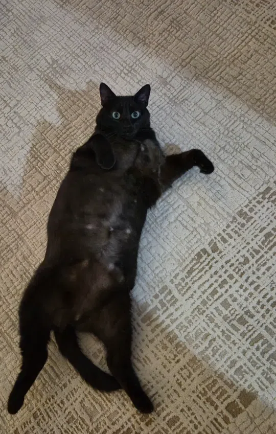 görsel