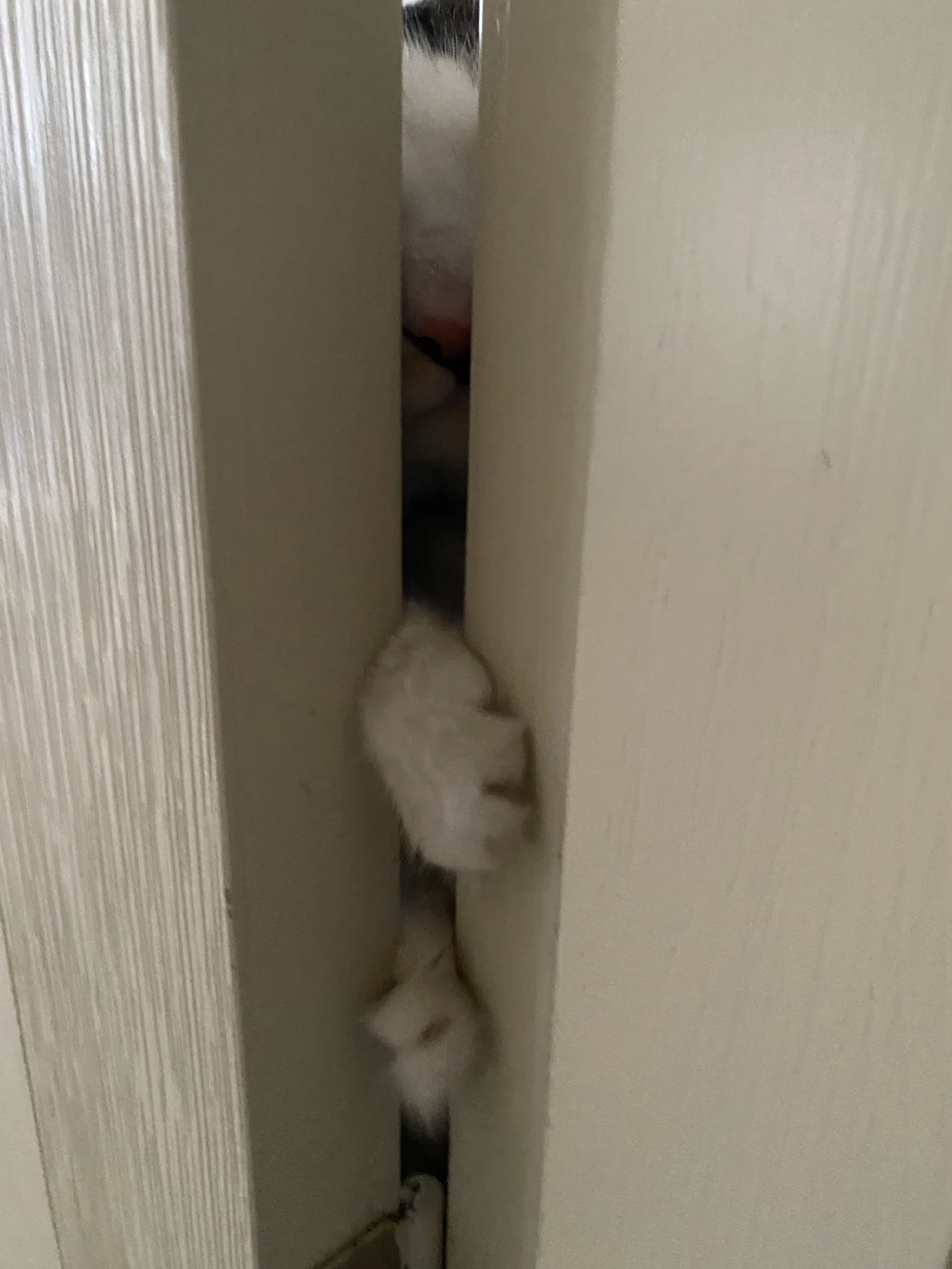 görsel
