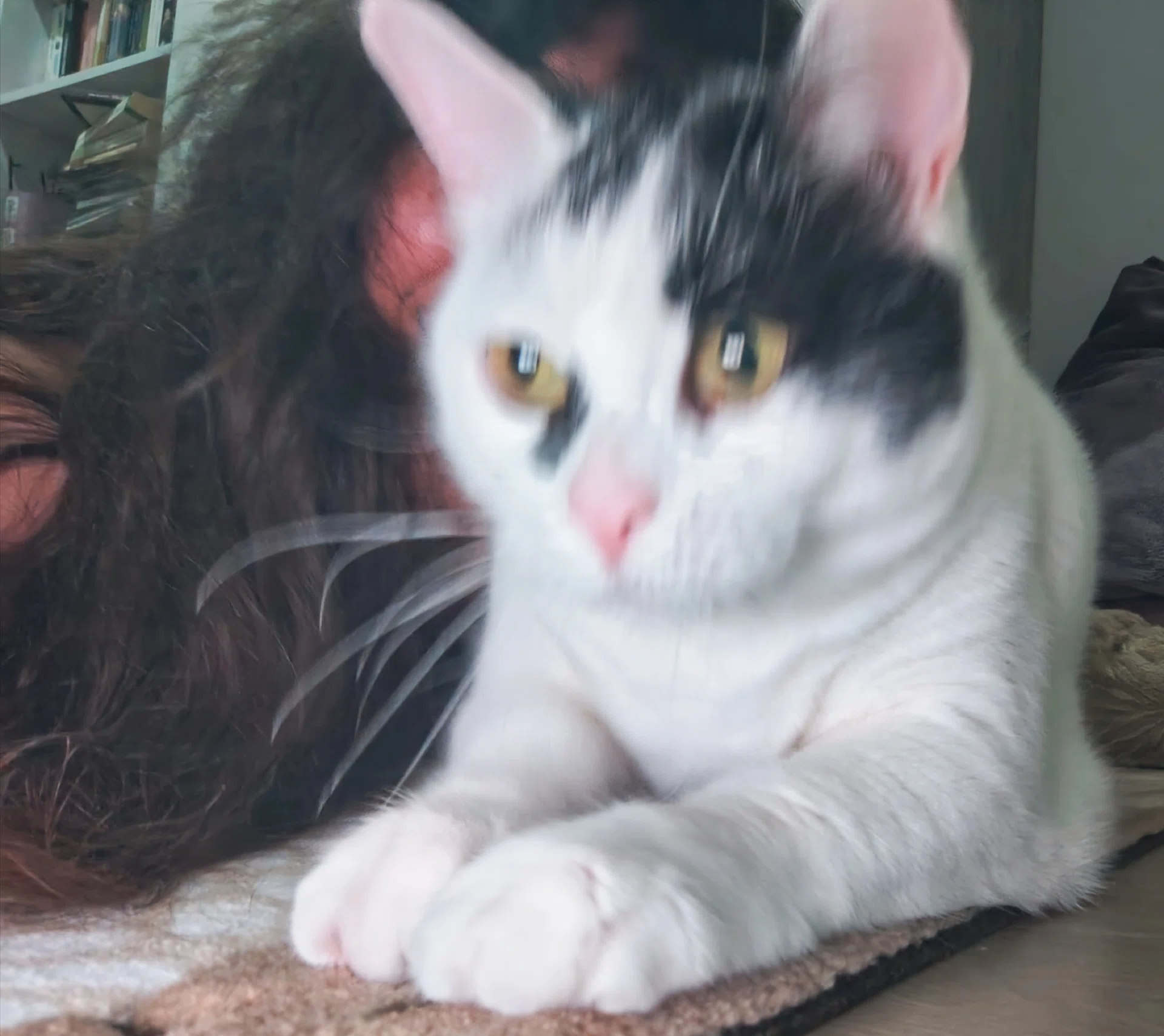 görsel