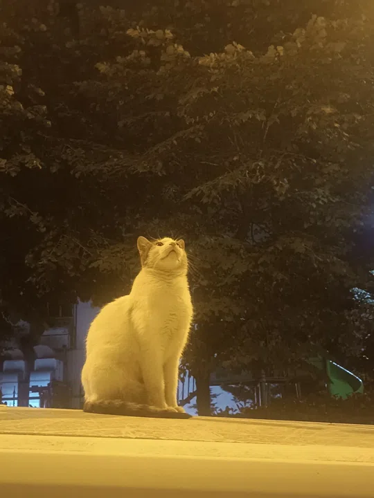 görsel