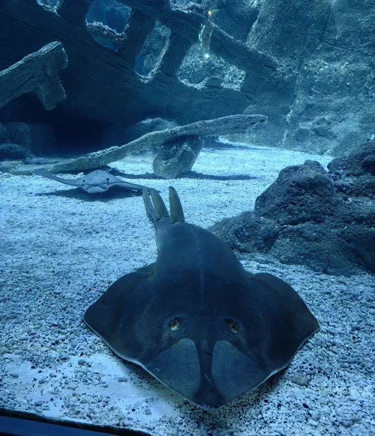 görsel