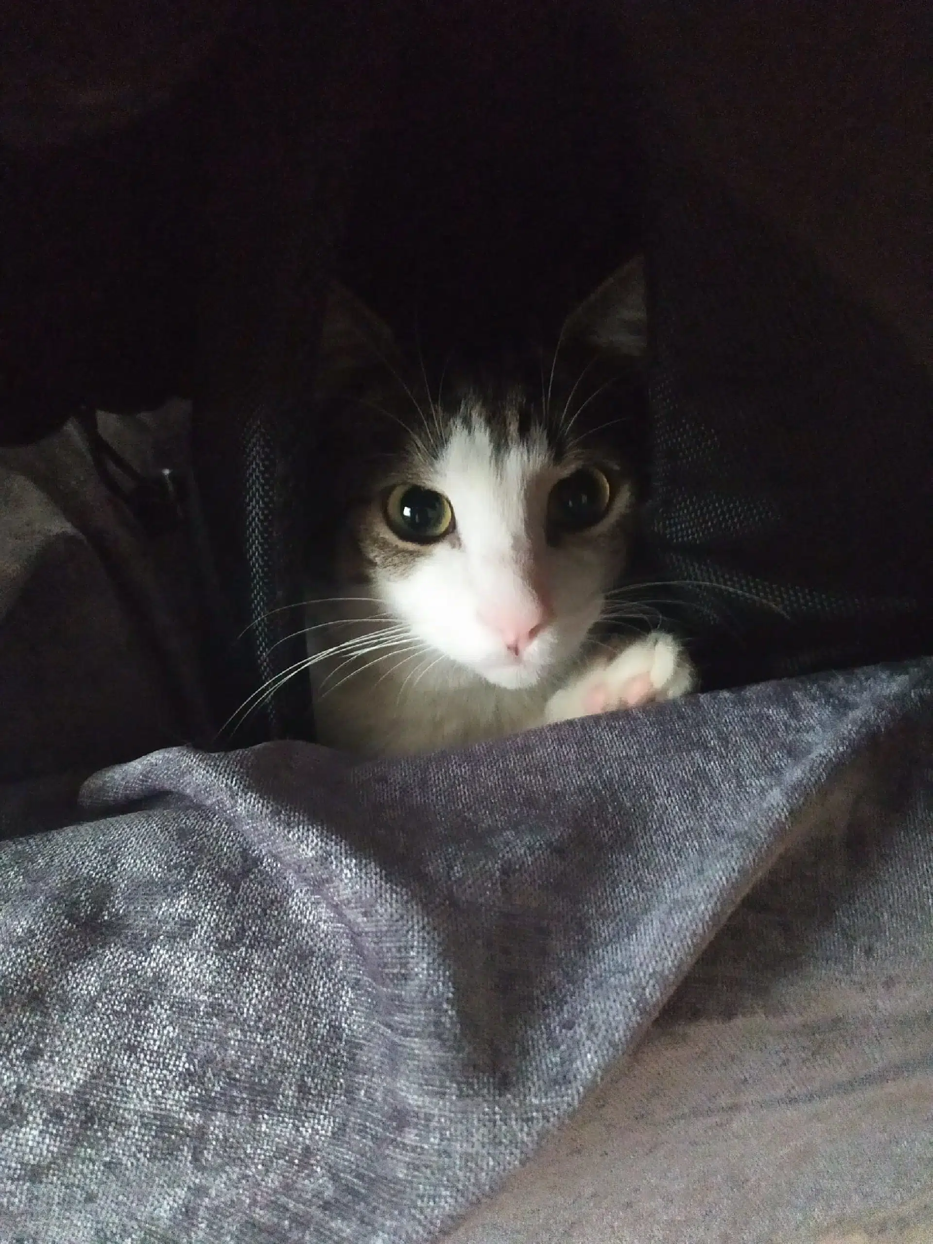 görsel