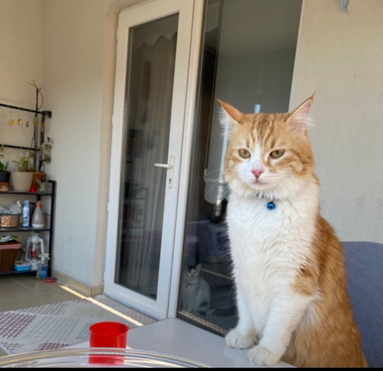 görsel
