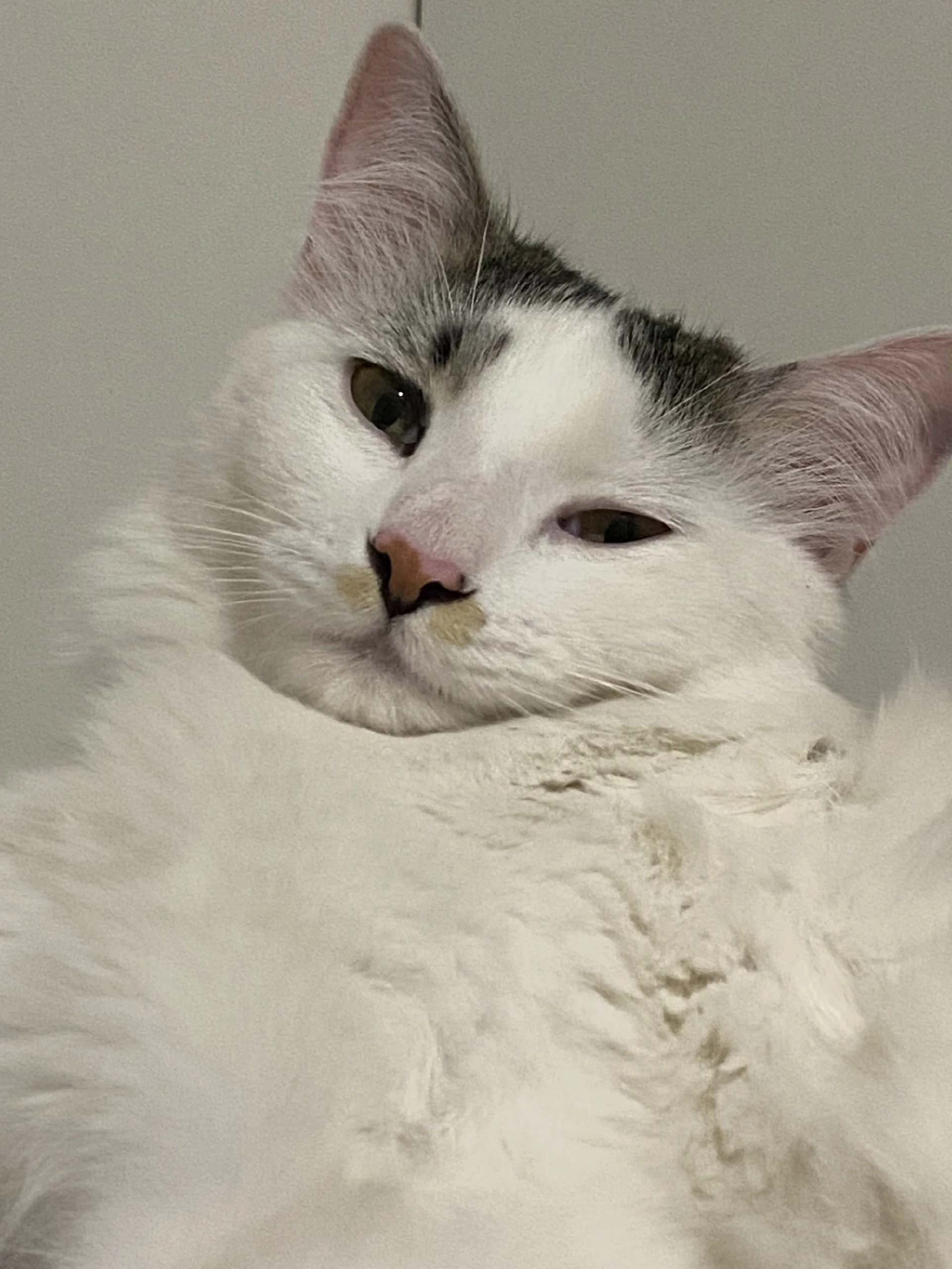 görsel