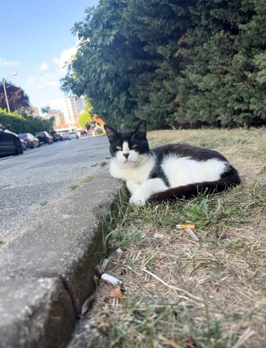 görsel
