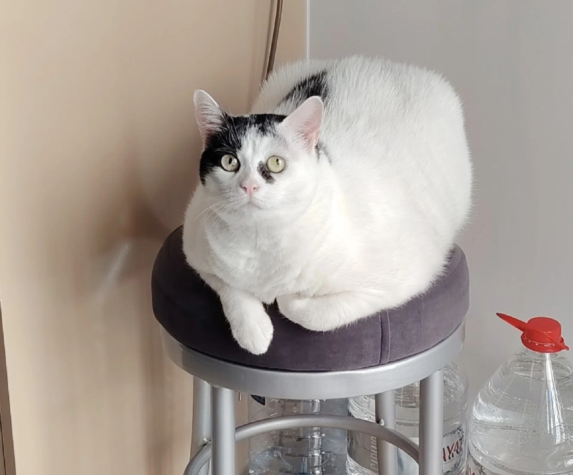 görsel