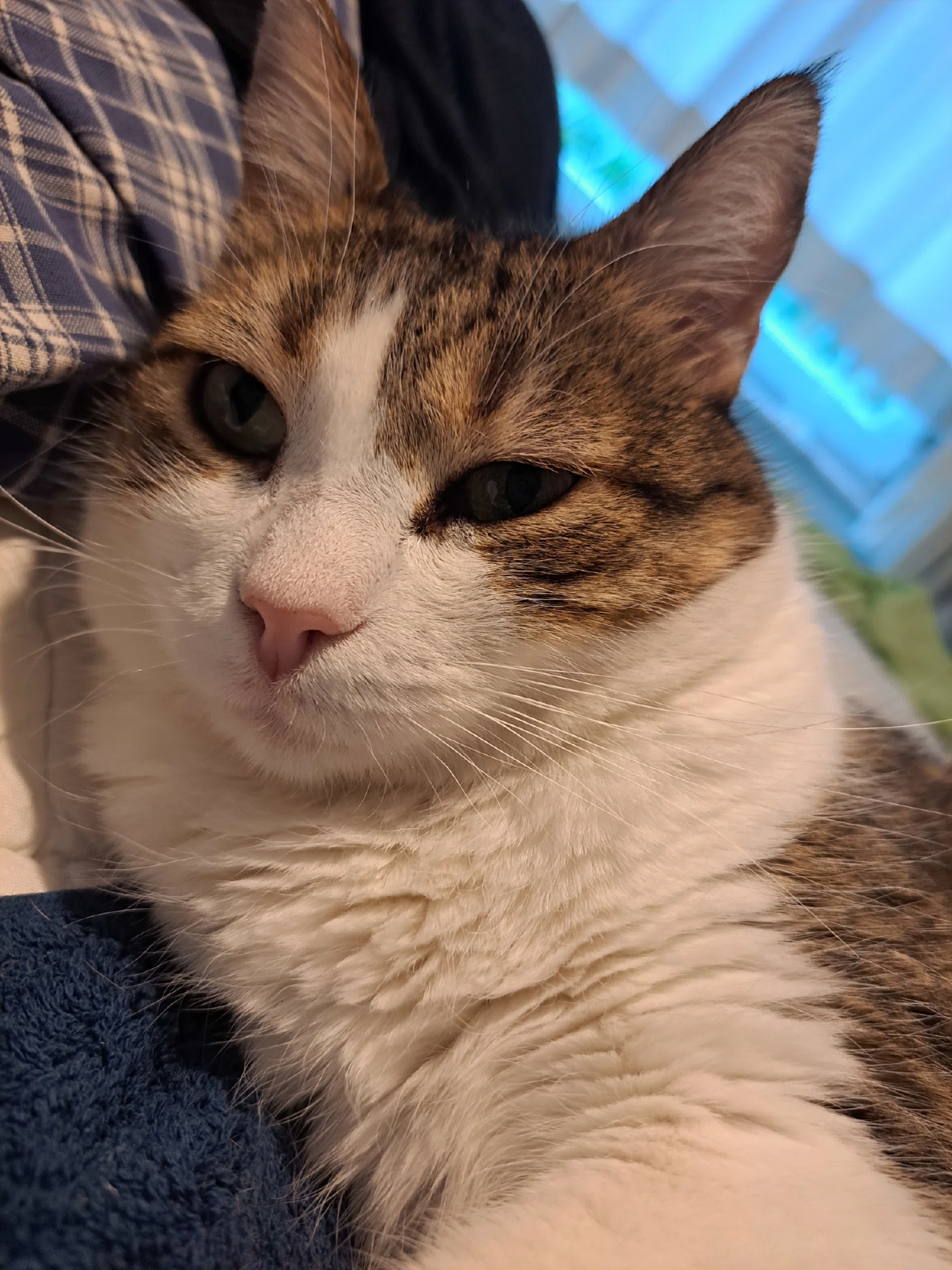 görsel