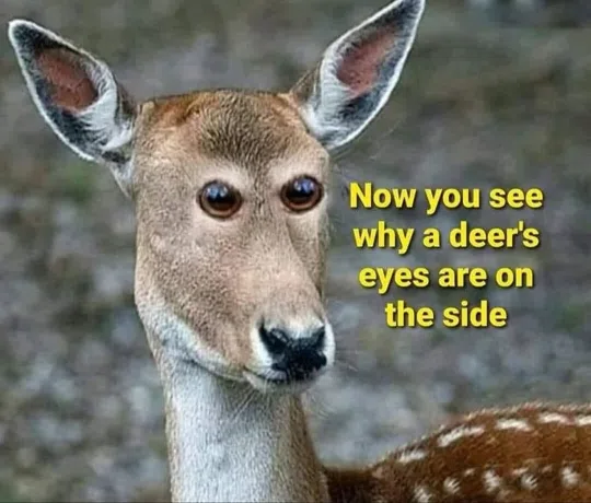görsel