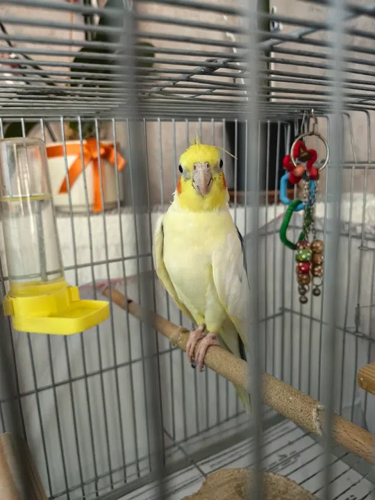 görsel