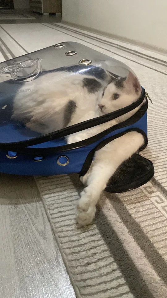 görsel