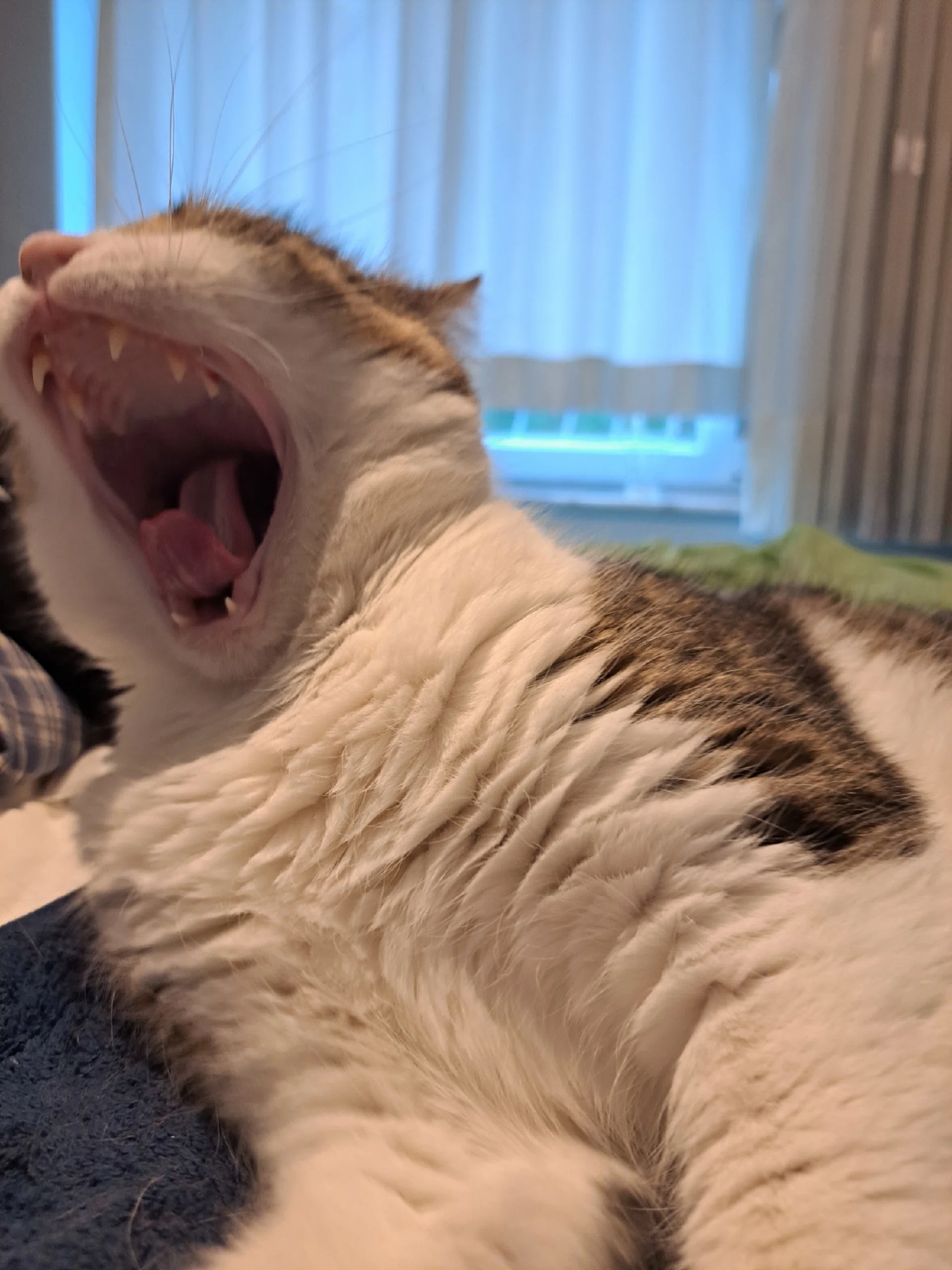 görsel