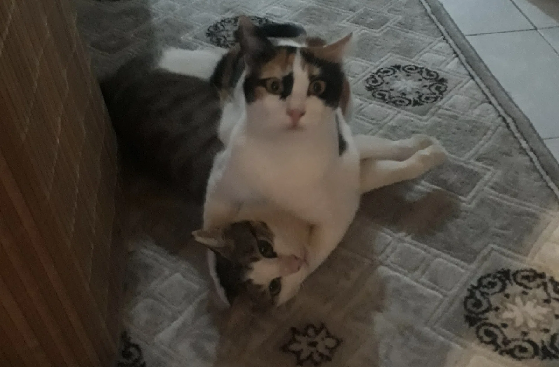 görsel