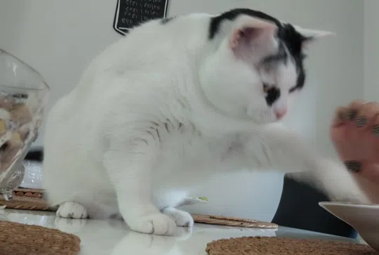 görsel