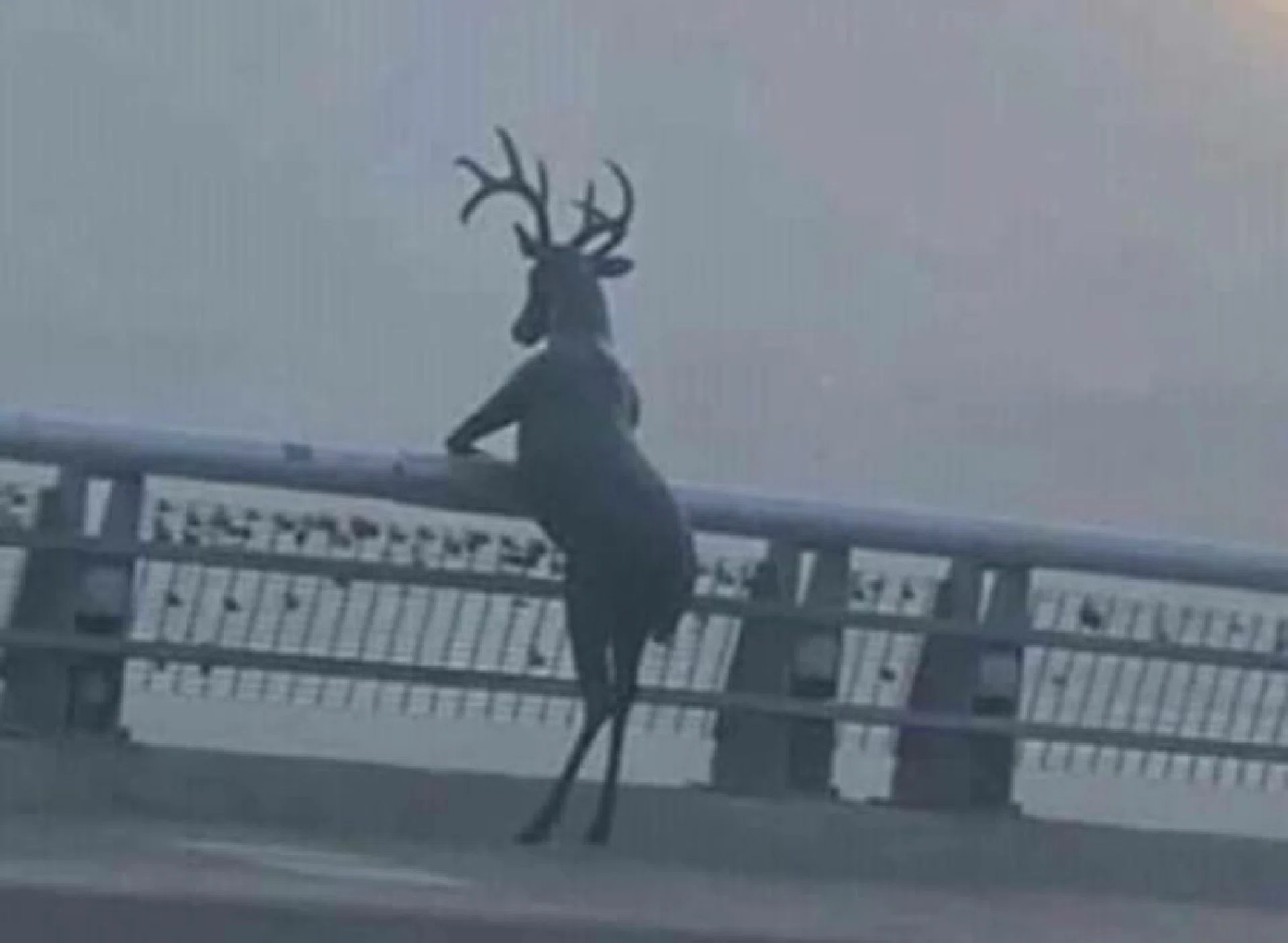 görsel