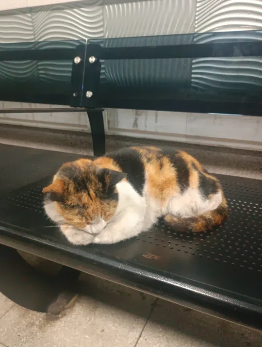 görsel