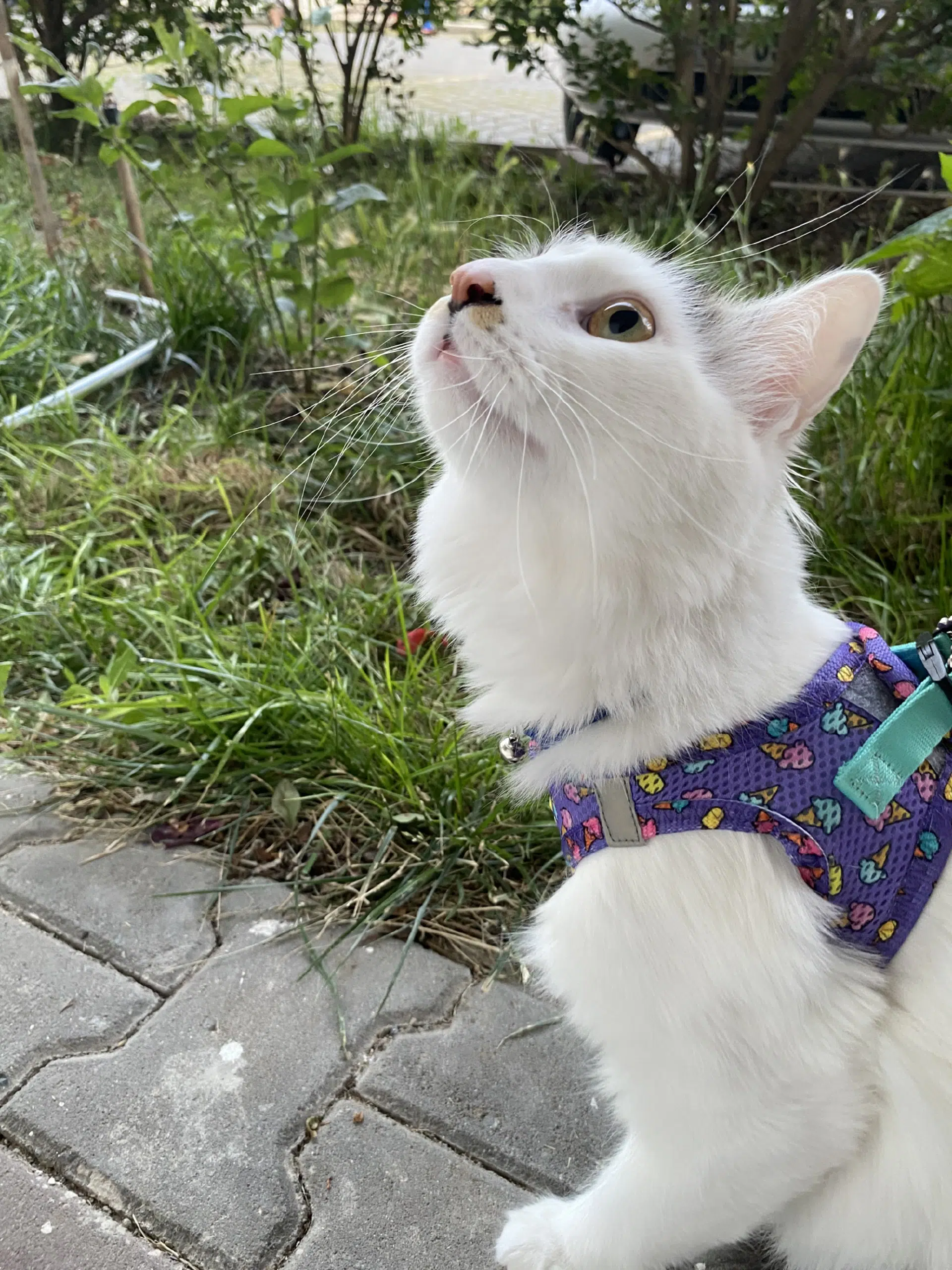 görsel