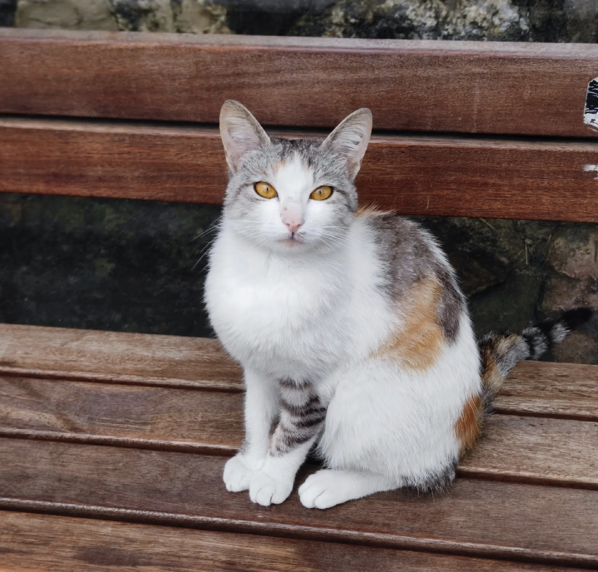 görsel